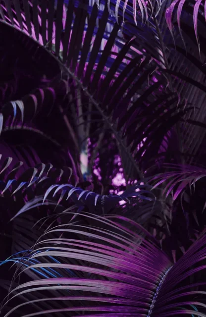 purple-sky-gallery-4