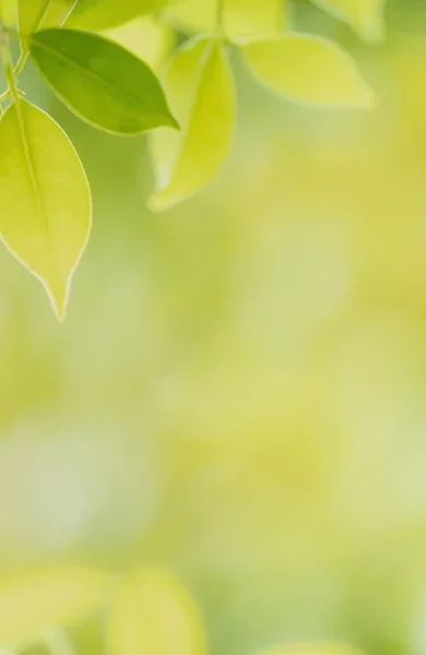 spring-green-gallery-6